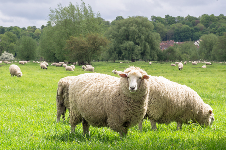 Sheeps grazing in the medow next to Salisbury Cathedralの写真素材