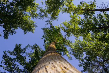 Looking up at the sky from the ground in the forest. Trunkの写真素材