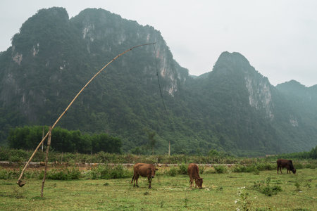 Two cows grazing on the mountains near Phong Nha, Vietnam