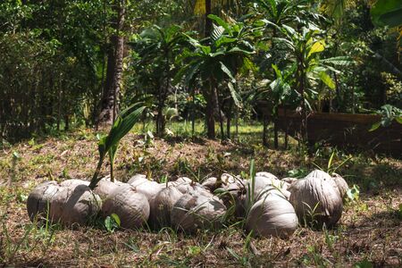 Coconuts growing in the jungle of Koh Rong, Cambodiaの写真素材