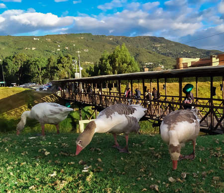 Ducks feeding behind a beautiful background with a traditional wooden bridge.の写真素材