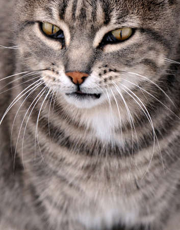 Eyes of a gray catの写真素材