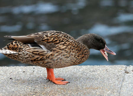 Duck eating on portの写真素材