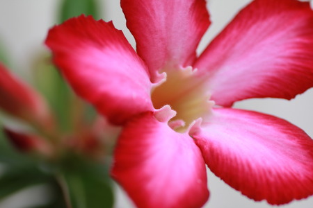 Natural Red Flowerの写真素材