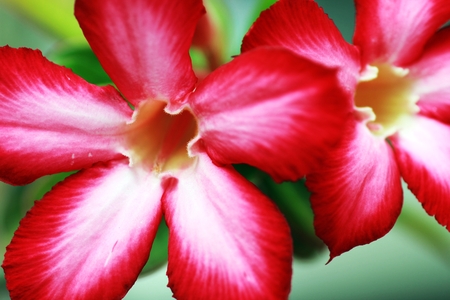 Natural Red Flowerの写真素材