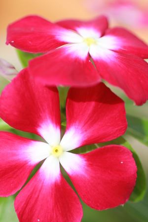 Natural Flowerの写真素材