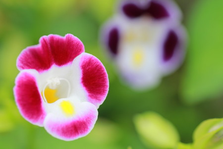 Natural Flowerの写真素材