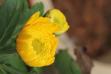 Natural Sun Flowerの写真素材