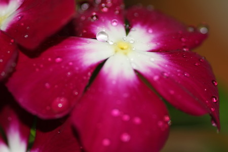 Natural Red Flowerの写真素材