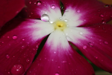 Natural Red Flowerの写真素材