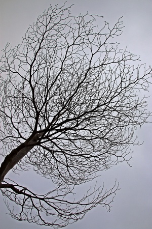 Natural Shadow Treeの写真素材