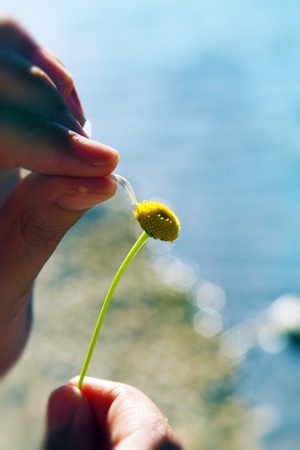 Category  Fauna   Flora    Flora    Flower; Conceptual Category  Emotions and Feelings  Love, romance の写真素材