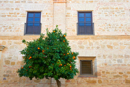 Orange Tree, CÃ³rdoba, Andalusia, Spain, Europeのeditorial素材