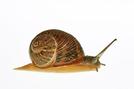 Snail photographed in studio on a white backgroundの写真素材