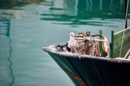Seagull resting over fishing shipの写真素材