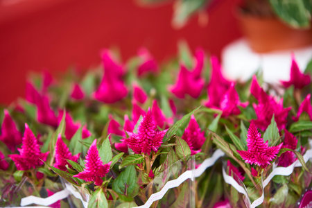 Close view of Pink flowers