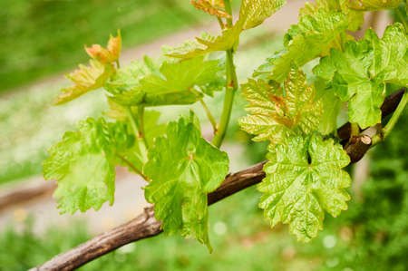 young green tender leaves of the grapevinesの写真素材