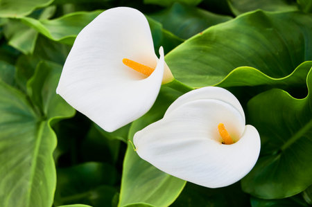 Calla lily or arum lily (Zantedeschia aethiopica)の写真素材