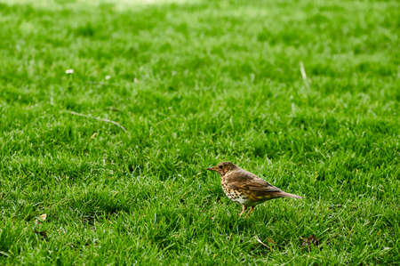 Song thrush (Turdus philomelos)の写真素材