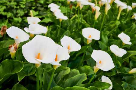 Calla lily or arum lily (Zantedeschia aethiopica)の写真素材