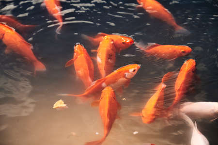 Koi Cyprinus carpio in containers ready to put in the pondの写真素材