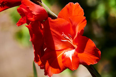 Common gladiolus (Gladiolus communis), Iridaceaeの写真素材