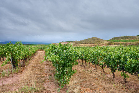 View of the Vineyard Huercanos, LogroÃ±o, La Rioja, Spain, Europe