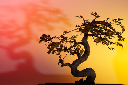 Bonsai silhouette on a colored backgroundの写真素材