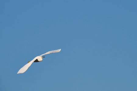 Little Egret, Egretta garzetta, Victoria and Joyel marshes, SantoÃ±a, Cantabria, Spain