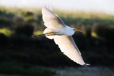 Great Egret, Ardea alba at Victoria and Joyel marshes, SantoÃ±a, Cantabria, Spain