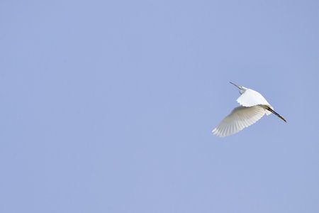 Great Egret, Ardea alba in flightの写真素材