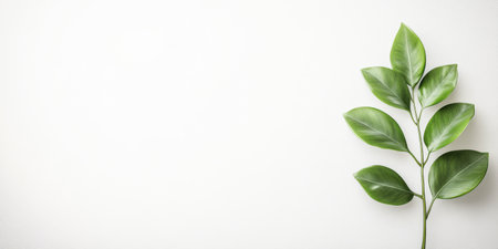 Minimalist green leaf on a white copyspace background.の素材