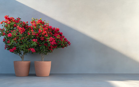 Two vibrant bougainvillea plants in terracotta pots stand against a sleek gray wall, illuminated by sunlight, creating a striking contrast with their bright flowers and simple, modern backdrop.の素材