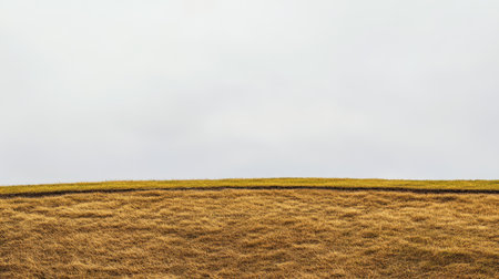 A vast field of golden grass gently sways under an overcast sky reflecting a serene landscape with muted tones. This scene captures the peaceful essence of rural nature.の素材