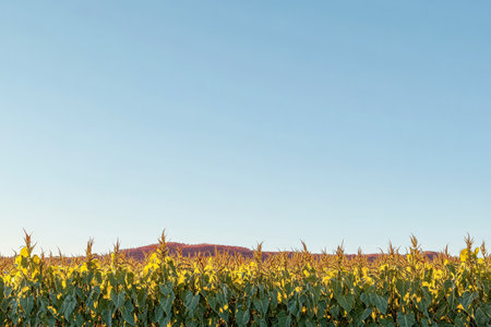 A vast cornfield stretches across the landscape bathed in warm golden sunlight. The rows of tall corn plants stand vibrant against a pristine blue sky creating a serene rural setting.の素材