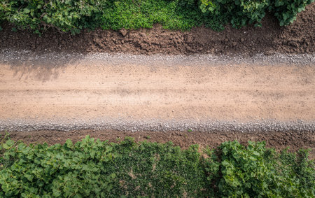 A well-defined dirt road runs through a lush rural landscape flanked by vibrant green plants and freshly tilled soil on either side under clear skies during daytime.の素材