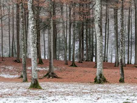 A tranquil forest displays tall bare trees with fallen orange and brown leaves covering the ground. Snow rests lightly on the grassy patches reflecting the peacefulness of autumn.の素材