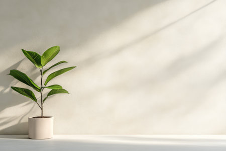 A small green plant in a white pot stands on a table against a light wall. The sunlight creates soft shadows highlighting the plant's leaves and the minimalist decor of the space.の素材