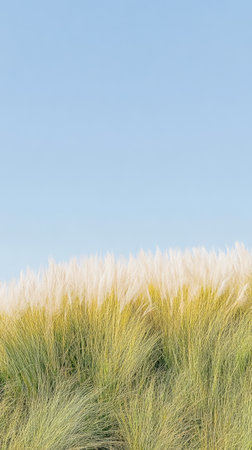 Soft sunlight illuminates a field of tall grasses swaying gently in the breeze creating a serene and peaceful atmosphere on a bright afternoon.の素材