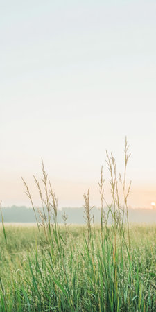 A beautiful sunrise illuminates a serene meadow filled with tall grass. The soft colors of dawn create a calming atmosphere capturing nature's tranquility and beauty.の素材