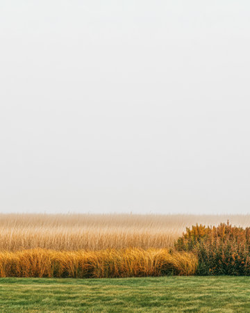 A vast field of golden grasses stretches under a pale fog while a lush green patch of grass frames the scene embodying the calm and serene beauty of an early morning.の素材
