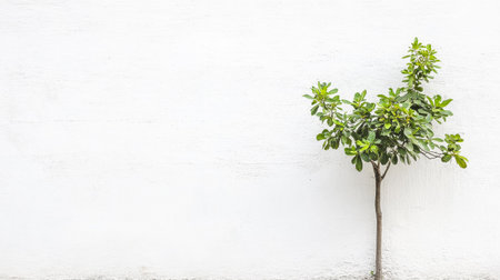A small green tree with lush leaves stands alone beside a plain white wall during daylight. The simplicity of the setting emphasizes the trees natural beauty and resilience.の素材