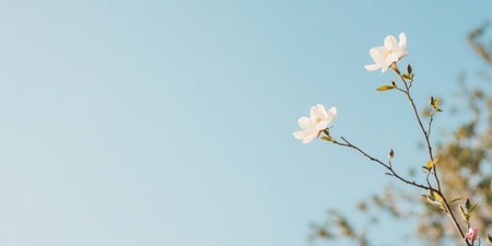 Delicate white flowers bloom on a slender branch reaching upwards against a vibrant blue sky. The sunlight enhances the petals creating a serene atmosphere in nature.の素材