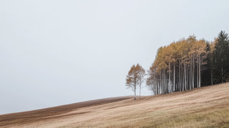 A tranquil hillside features a cluster of trees changing color in autumn. The open field shows brown and golden grass while a muted gray sky casts a calm ambiance over the scene.の素材