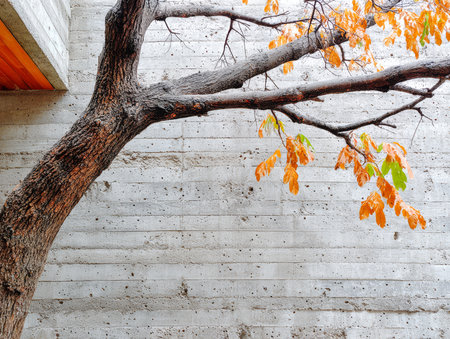 A large tree with vibrant autumn leaves extends its branches towards a textured concrete wall. The warm colors of the leaves create a beautiful contrast with the cold concrete enhancing the scene.の素材