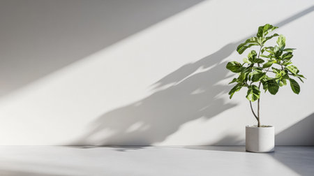 A small potted plant stands on a light surface, casting delicate shadows on a plain white wall. Natural light fills the room, enhancing the tranquil atmosphere.の素材