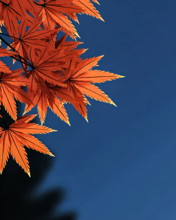 Vibrant orange maple leaves display their rich color against a deep blue sky at dusk. The natural beauty of autumn is captured in this peaceful scene.の素材