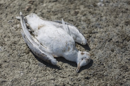 Photograph of a dead himantopus in the lagoonsの写真素材