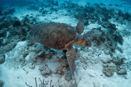 sea turtle underwater swim in the ocean scenery blue water