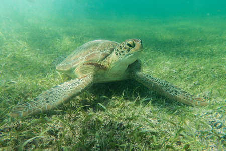 sea turtle underwater swim in the ocean scenery blue waterの写真素材